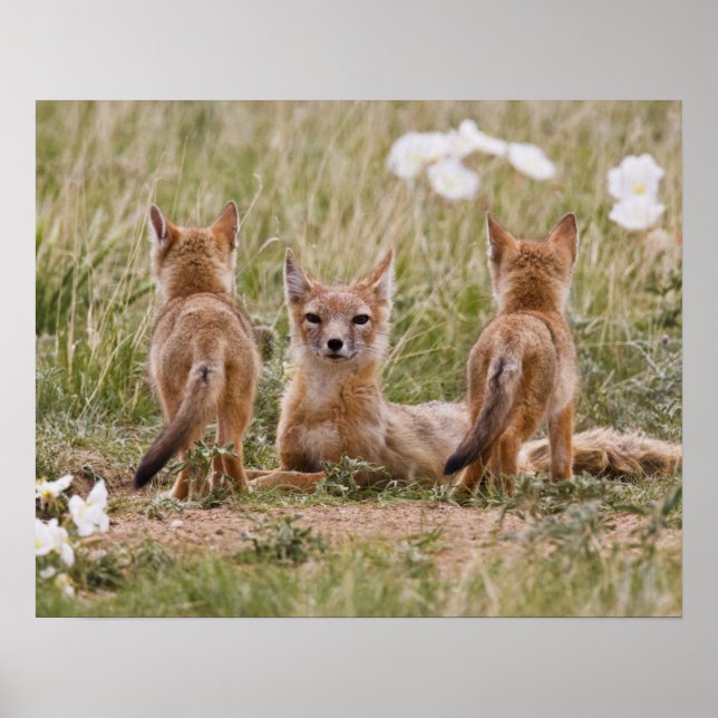Poster Femelle du renard véloce (Vulpes velox) jeune à (Devant)