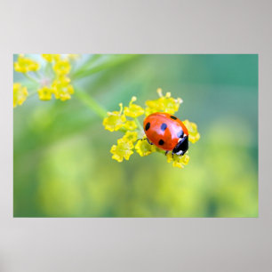 Poster femme au sommet