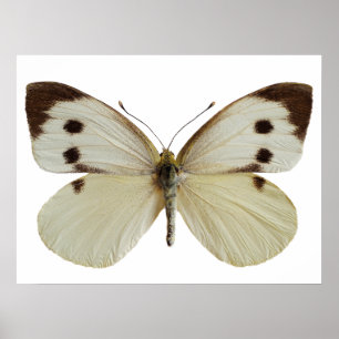 Poster Femme isolée Grand papillon blanc