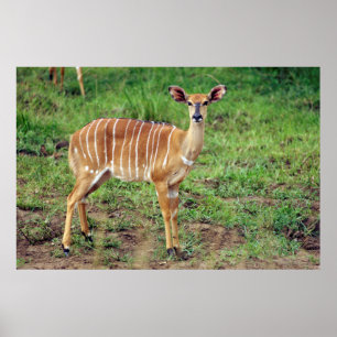 Poster Femme Nyala, Hluhluwe-Umfolozi Game Reserve