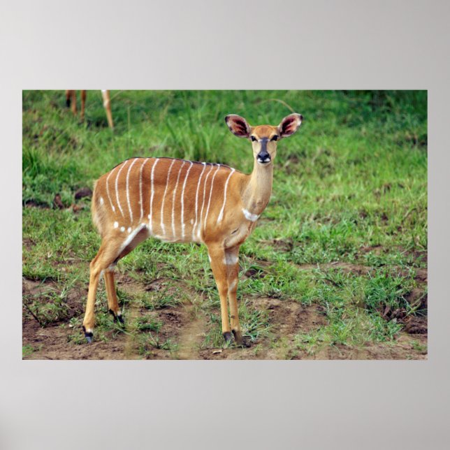 Poster Femme Nyala, Hluhluwe-Umfolozi Game Reserve (Devant)