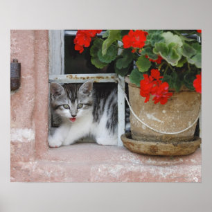 Poster Fenêtre Kitten regardant vers l'extérieur