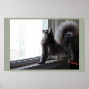 Poster Fenêtre Vue du chat