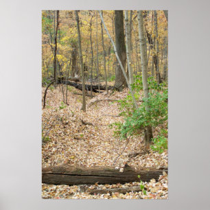 Poster Fenêtre Woodland