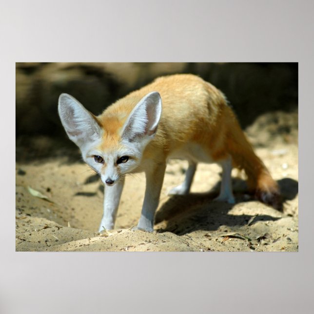 Poster Fennec renx (Devant)