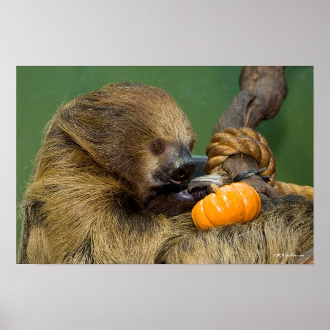 Poster Fente avec Citrouille (Devant)