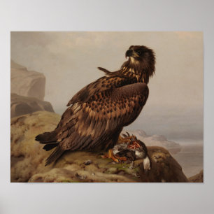 Poster Ferdinand von Wright - Aigle à queue blanche