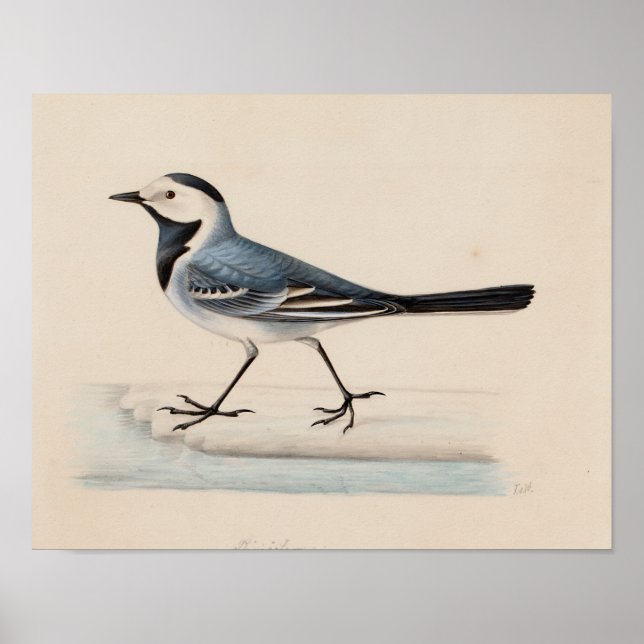 Poster Ferdinand von Wright - White Wagtail (Devant)