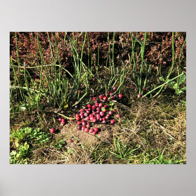 Poster Ferme de canneberges, Long Beach, Washington (Devant)