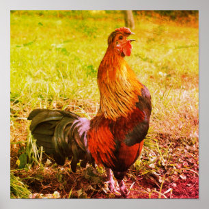 Poster Ferme de croisière à coq Animaux Abstraits