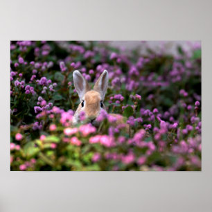 Poster Ferme de lapins