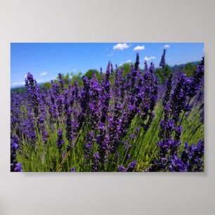 Poster Ferme de Lavender
