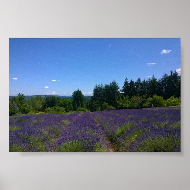 Poster Ferme de Lavender (Devant)