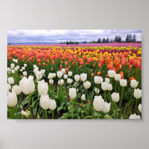 Poster Ferme de Tulip