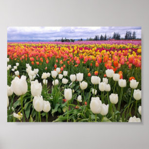 Poster Ferme de Tulipe en bois
