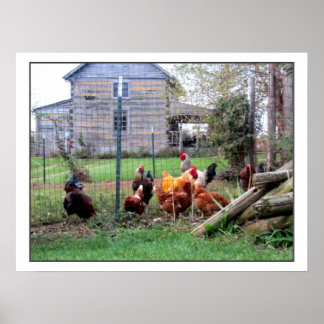 Poster Ferme Rooster