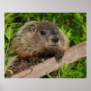Poster Fermer Bébé mignonne Bois de la marmotte