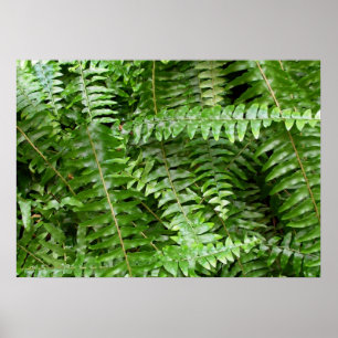 Poster Fermer Fronds I Green Nature