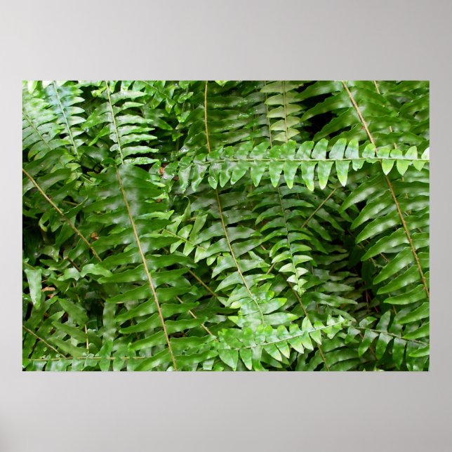 Poster Fermer Fronds I Green Nature (Devant)