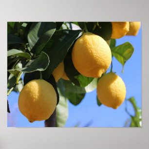 Poster Fermer la branche avec du papier d'affiche citron 