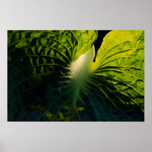 Poster Fermer la feuille Hosta verte sur le noir