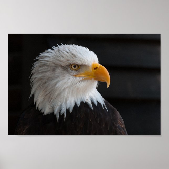 Poster Fermer la photo de l'aigle chauve (Devant)