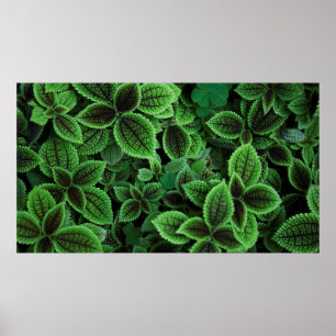 POSTER FERMER LA PHOTO DU PLANTE VERT EN FED