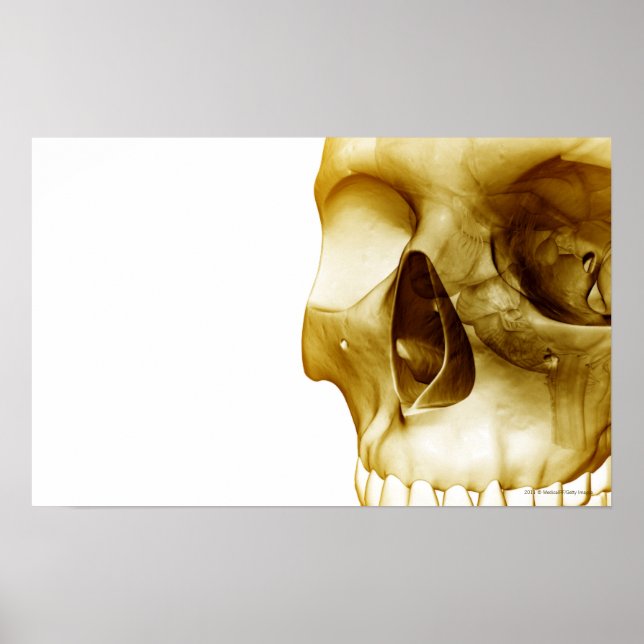 Poster Fermer la vue frontale du cerveau à l'intérieur du (Devant)