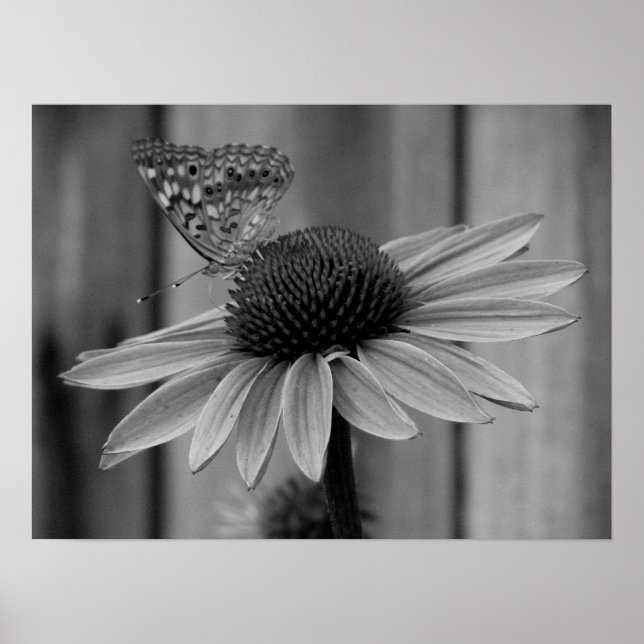 Poster Fermer le papillon (Devant)