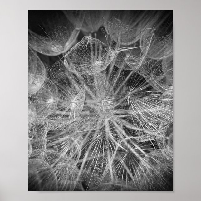 Poster Fermer Macro Dandelion Puffball Nature (Devant)