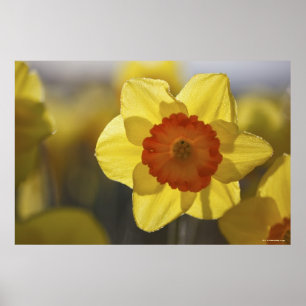 Poster Fermer une jonquille jaune/orange