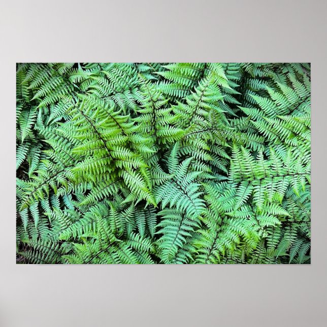 Poster Fermes, (Devant)