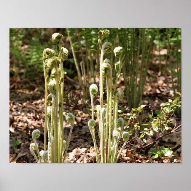 Poster Fermes à tête noire dans la nature de printemps 3 (Devant)