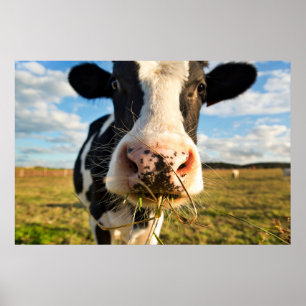 Poster Fermes   Vache Holstein Chewing