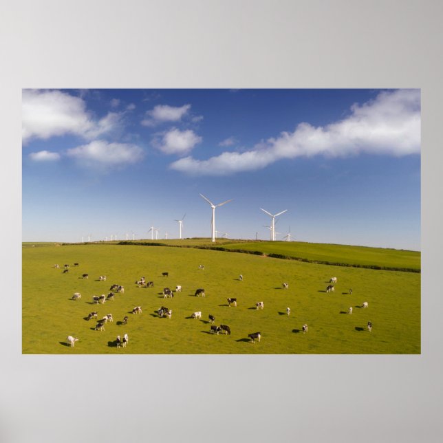Poster Fermes | Vaches près de la ferme de moulin à vent (Devant)