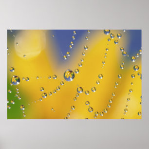 Poster Fermeture de la toile d'araignée avec des gouttes