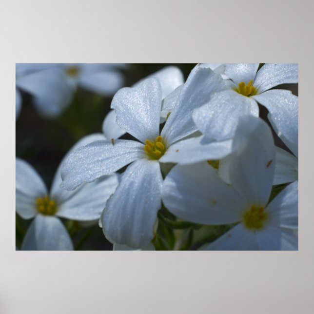 Poster Fermeture de Phlox (Devant)