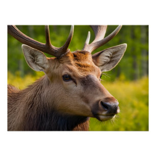 Poster Fermeture D'Un Cerf