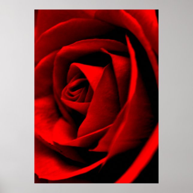 Poster Fermeture rose (Devant)