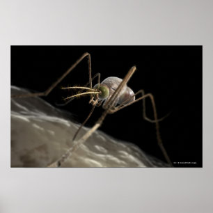 Poster Fermez-vous vers le haut de mordre du moustique 3d