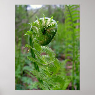 Poster Fern