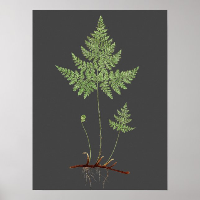 Poster Fern, (Devant)
