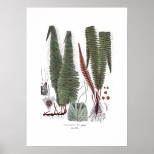 Poster Fern