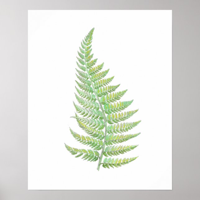 Poster Fern (Devant)