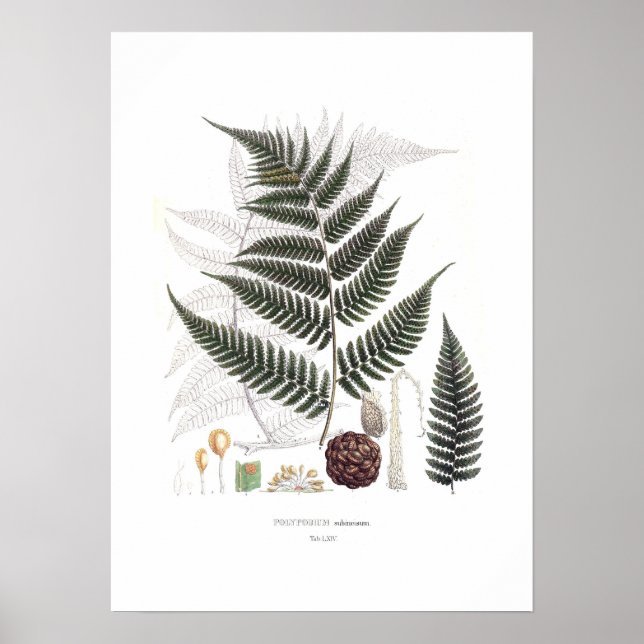 Poster Fern (Devant)