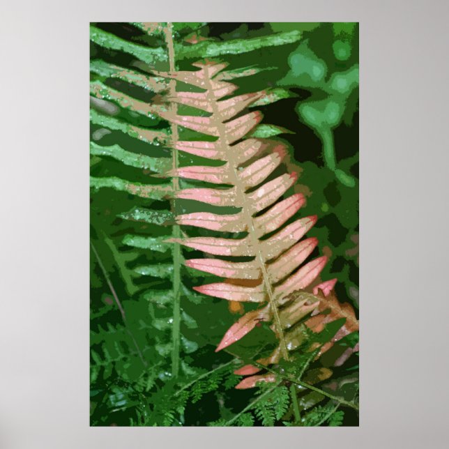 POSTER FERN 1 (Devant)