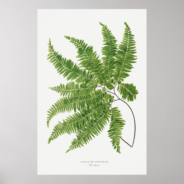 Poster Fern 2 (Devant)