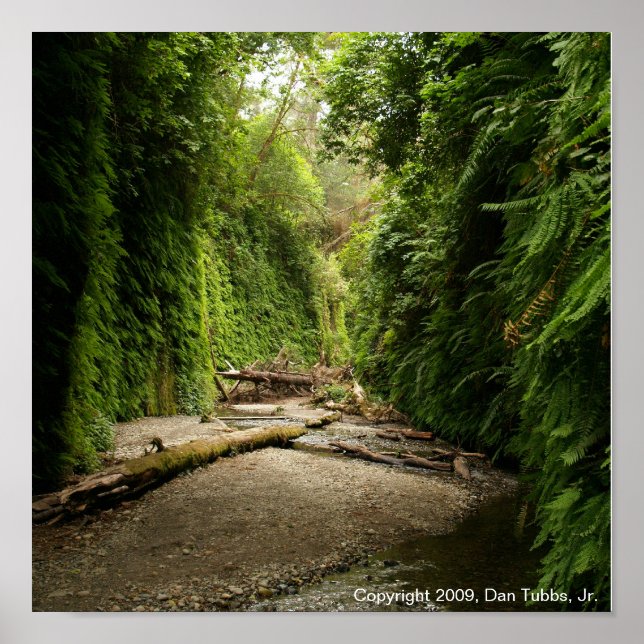 Poster Fern Canyon, Californie (Devant)