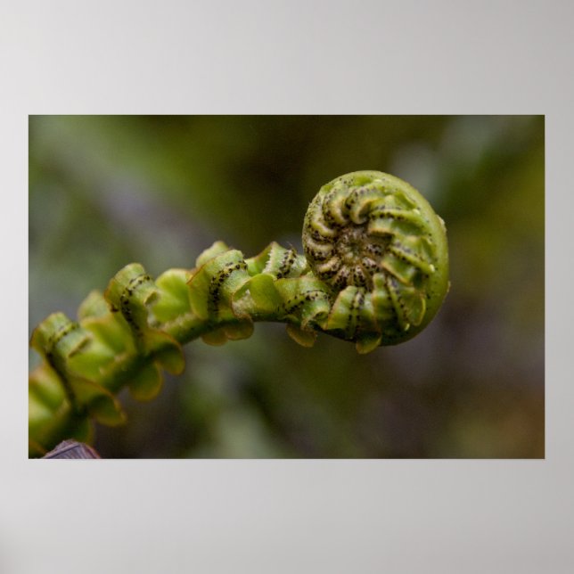 Poster Fern Frond (Devant)