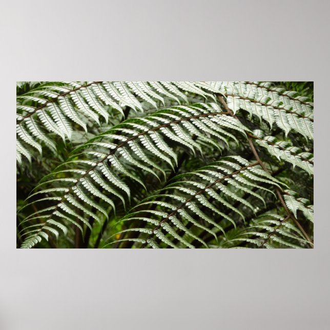 Poster Fern Fronds II Dark Green Nature (Devant)